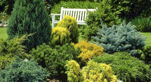 Rare Tree Nursery