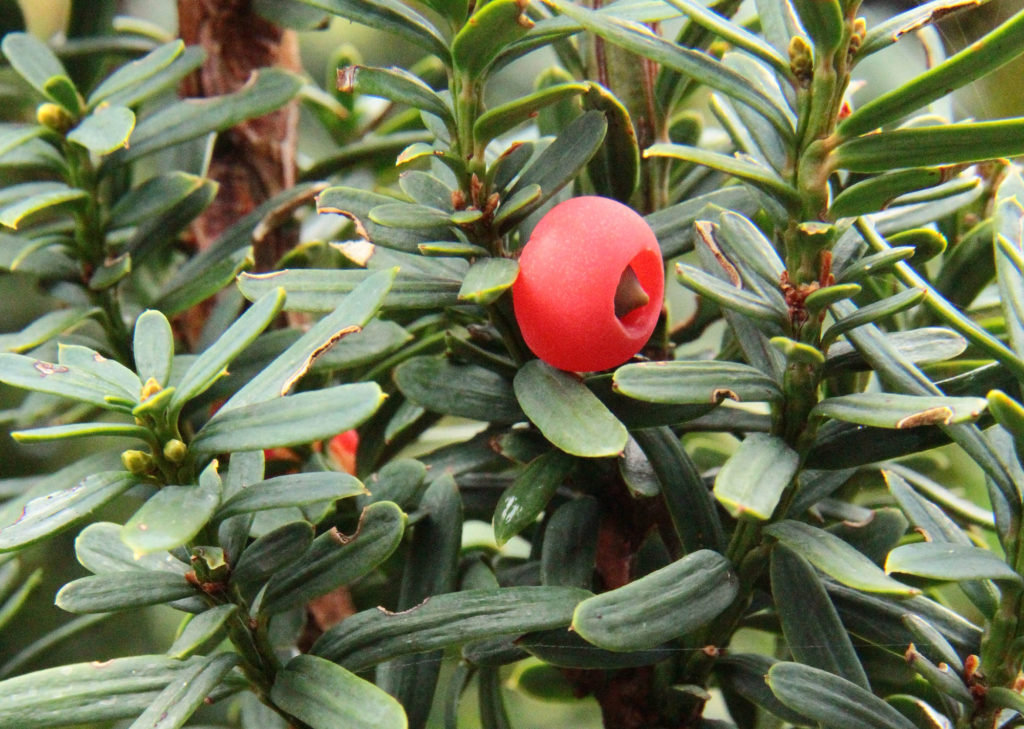 Taxus Yew Rare Tree Nursery